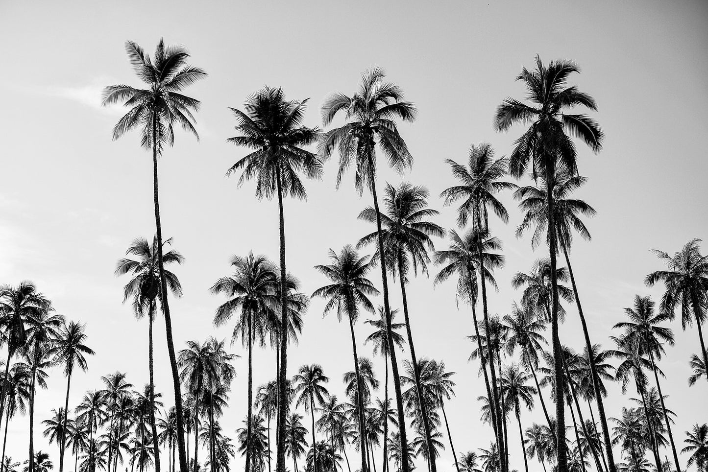 Palms