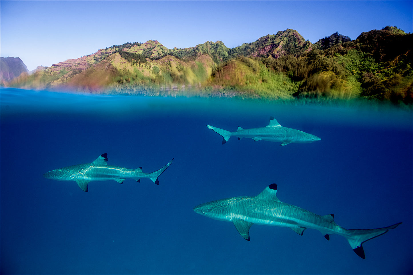 Black Tip Reef Sharks - Tahiti