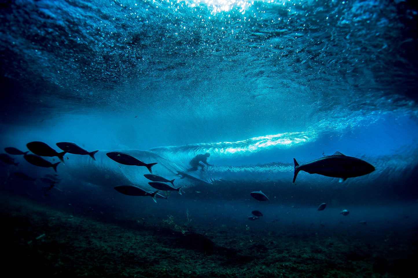 Shane Dorian Fish